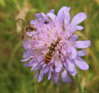 Schwebfliegen und Käfer
