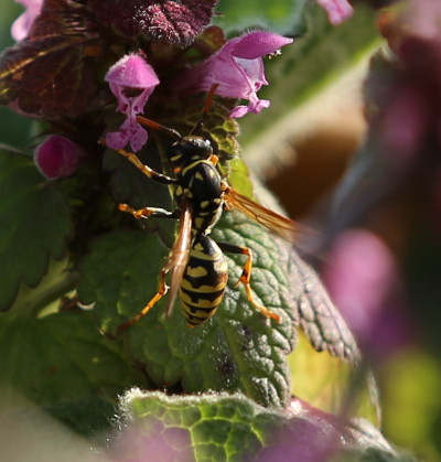 n_190330_gallische_feldwespe__polistes_dominula_.jpg