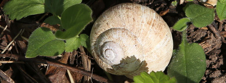 n_190407_weinbergschnecke.jpg
