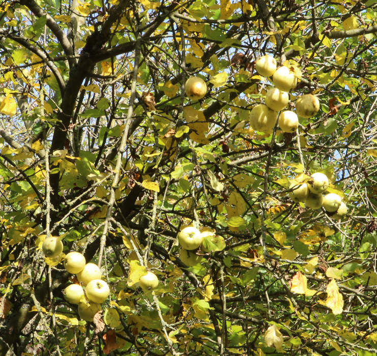 n_191015_wildapfel__immertrager_.jpg