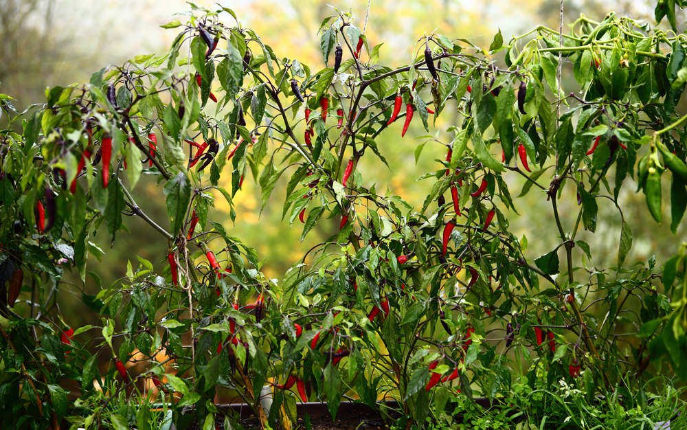 n_191024_chilis.jpg