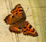 190320 Grosser Fuchs.jpg