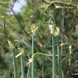 190523 Etagenzwiebel.jpg