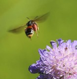 190624 Knautien-Sandbiene.jpg