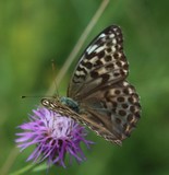 190729 Kaisermanterl (Argynnis paphia - Form Valesina).jpg