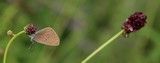 190803 Dunkler Wiesenknopf-Ameisenbluling (Phengaris nausithous).jpg