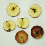 191015 Spuckapfel-Aquarell (Schlehenhecke).jpg