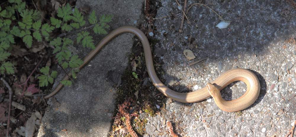 n_200419_blindschleiche.jpg