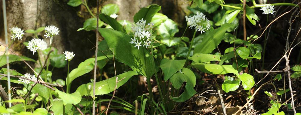 n_200503_baerlauchblueht.jpg