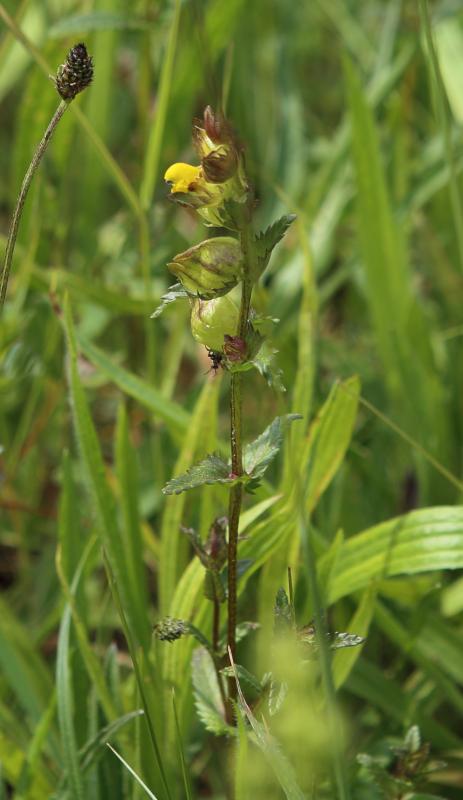 n_200531_kleiner_klappertopf__rhinanthus_minor_.jpg