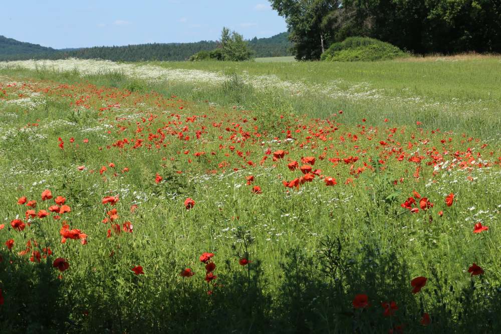 n_200623_mohnfeldstaffelbach.jpg