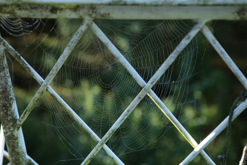n_200928spinnweben56.jpg
