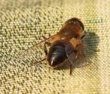 200317-Gemeine Keilfleckschwebfliege(Mistbiene).jpg