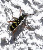 200516Bockkfer (Clytus arietis).jpg