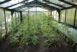 200621-Tomatenhaus.jpg