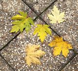 201119-Spitzahorn (Acer platanoides)+Silber-Ahorn (Acer saccharinum).jpg