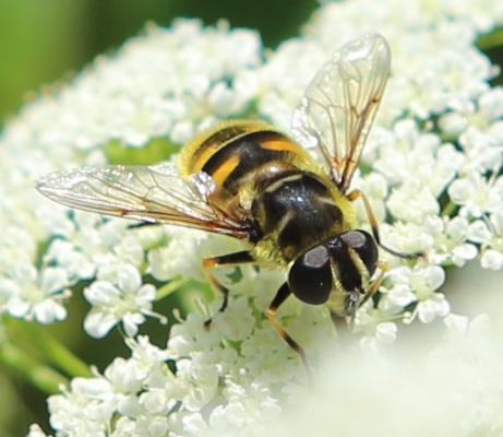 Totenkopfschwebfliege (Myathropa florea w)