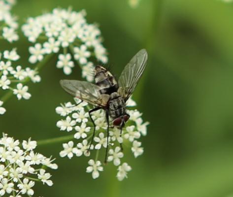 Gefleckte Hausfliege (Graphomya maculata) od. Miltogramma oestraceum¿