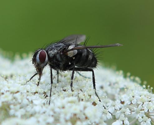 evtl. Fleischfliege