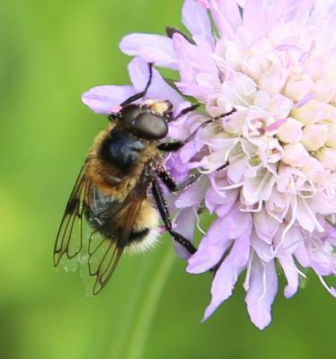 Hummel-Waldschwebfliege (Volucella bombylans)