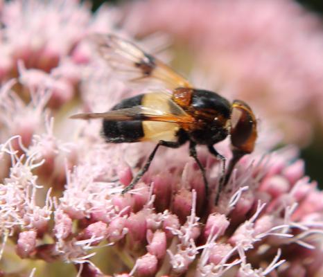 Gemeine Waldschwebfliege (Volucella pellucens)