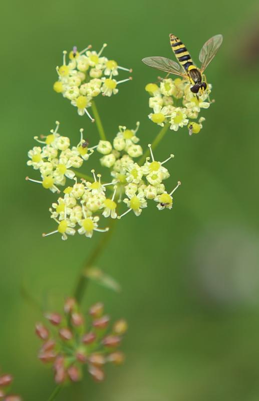 Gewöhnliche Langbauchschwebfliege (Sphaerophoria scripta w)
