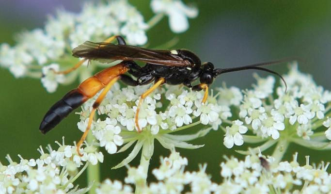 cf. Mesoleptus laevigatus
