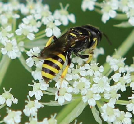 Gemeiner Fliegenjäger (Ectemnius lapidarius)