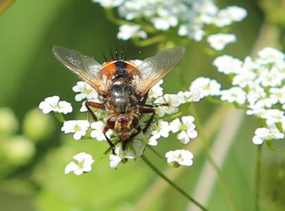 Igelfliege (Tachina fera)