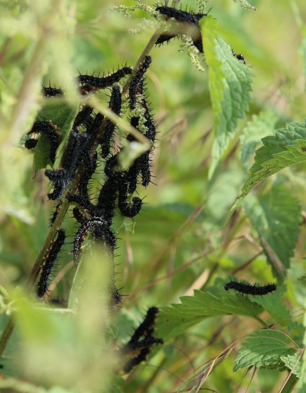 n_210704_tagopfauenaugeraupen.jpg