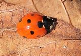 210326 MarienkaeferCoccinellaseptempunctata.jpg