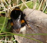 210403 DunkleErdhummel-Bombusterrestris.jpg