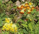 210427 SchluesselblumeMutante.jpg