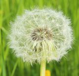 210519 Pusteblume.jpg