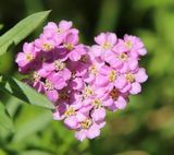 210627 Schafgarbe.jpg