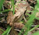 210704 Springfrosch.jpg