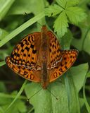 210710 FeurigerPerlmuttfalter-Fabricianaadippe.jpg