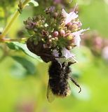 210715 Hummelmord-.jpg