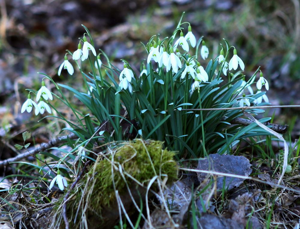 n_220311_schneegloeckchen.jpg