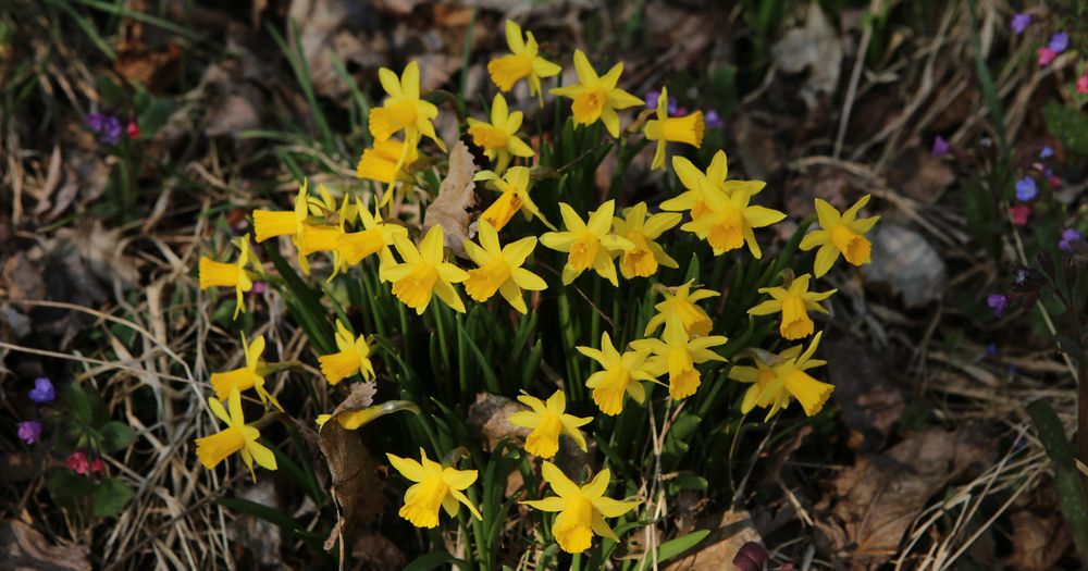n_220325_osterglocken.jpg