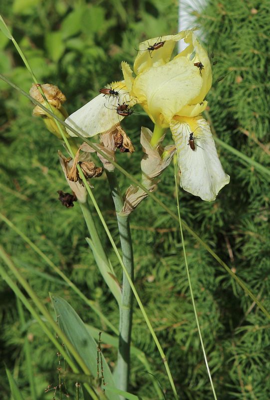 n_220609_iris.jpg
