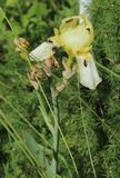 220609 Iris.jpg