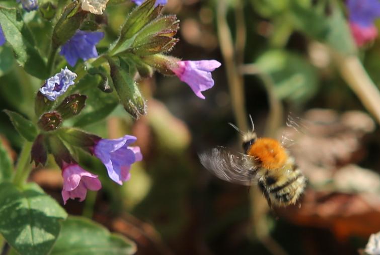 n_220328_ackerhummel__bombus_pascuorum_.jpg