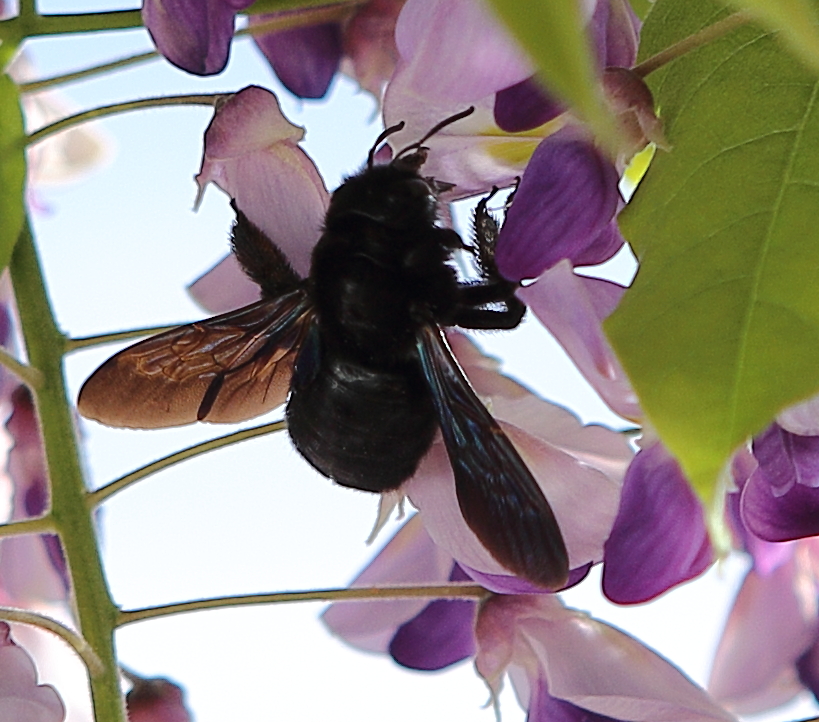 n_220515_blauschwarze_holzbiene__xylocopa_violacea_m1.jpg