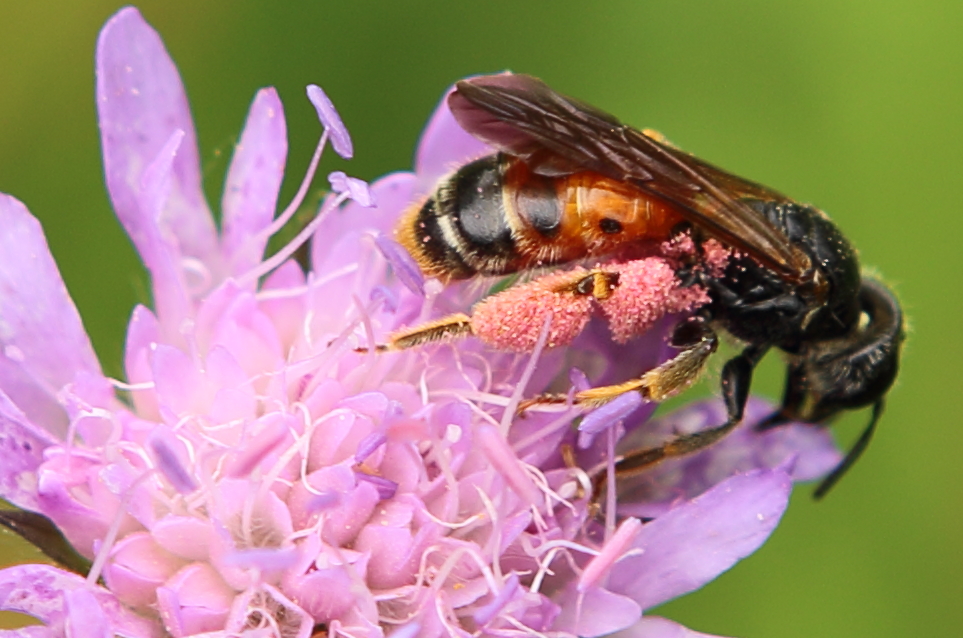 n_220605_knautien_sandbiene__andrena_hattorfiana_.jpg