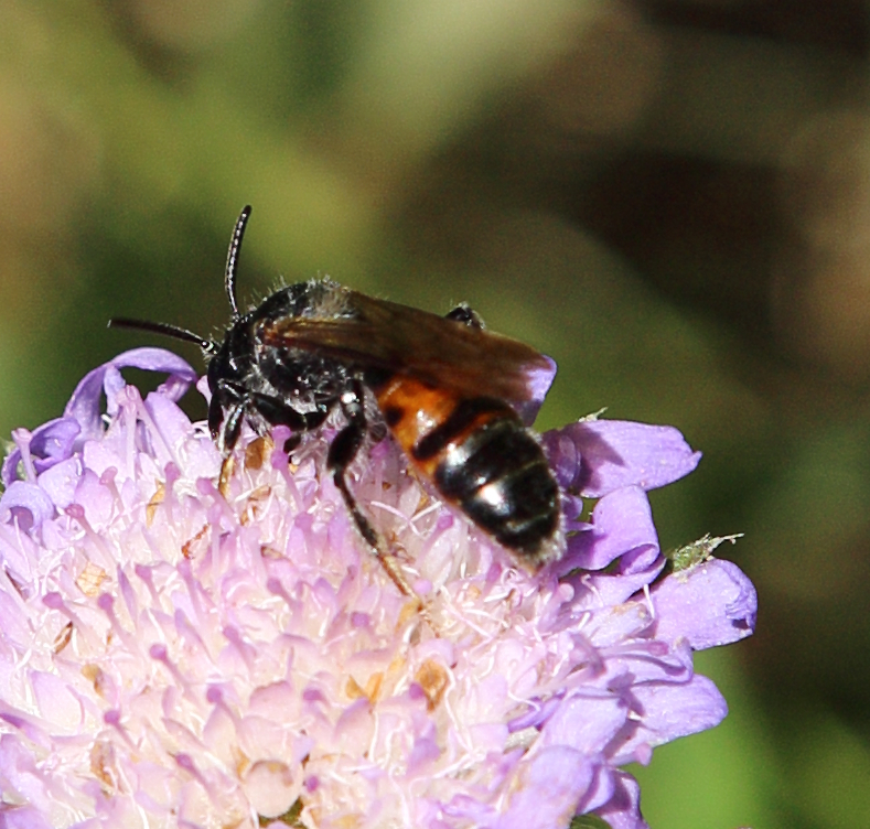 n_220613_skabiosen_sandbiene__andrena_marginata_.jpg