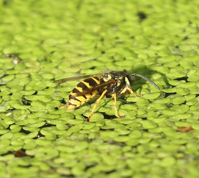 n_220702_wespebadet.jpg