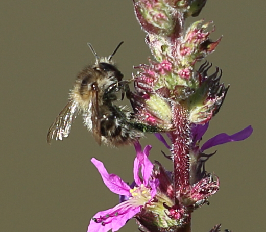 n_220720_sandhummel__bombus_veteranus_2.jpg