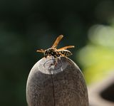 220515-Haus-Feldwespe (Polistes dominula).jpg