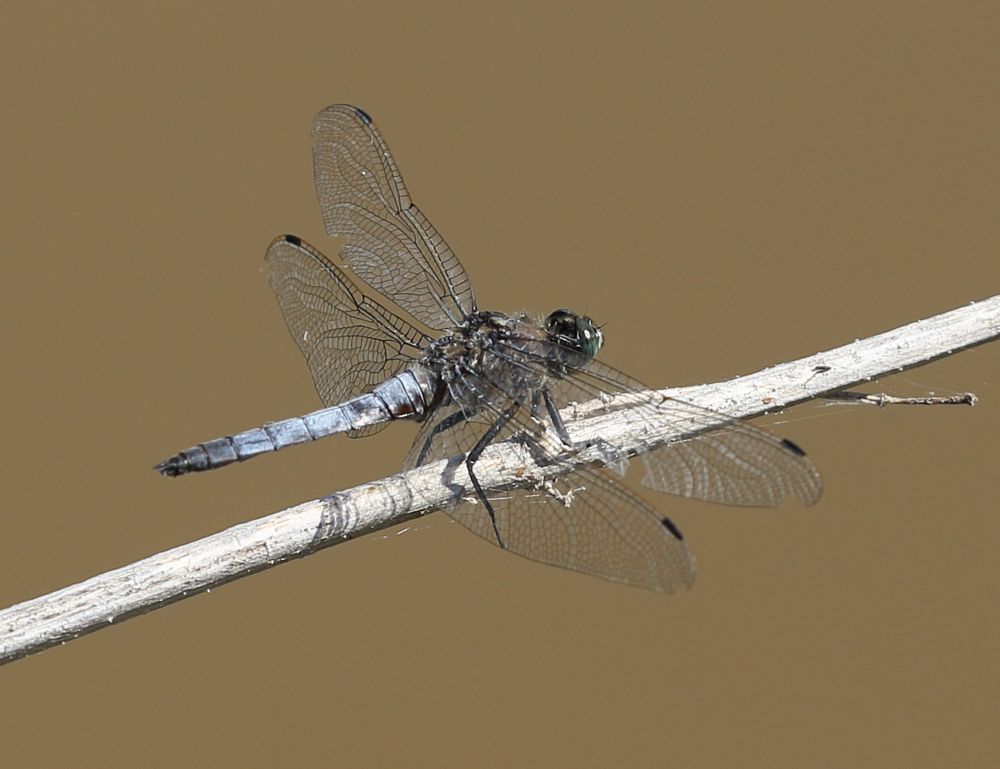 n_220720_plattbauch__libellula_depressa_m.jpg